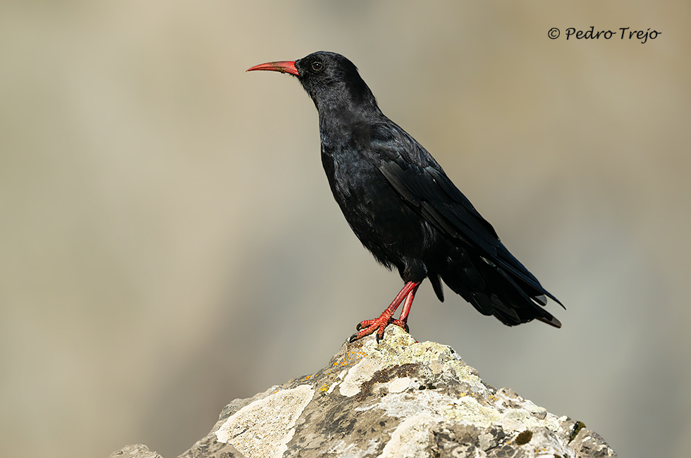 Chova piquirroja (Pyrrhocorax pyrrhocorax)